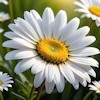 Blume Blume